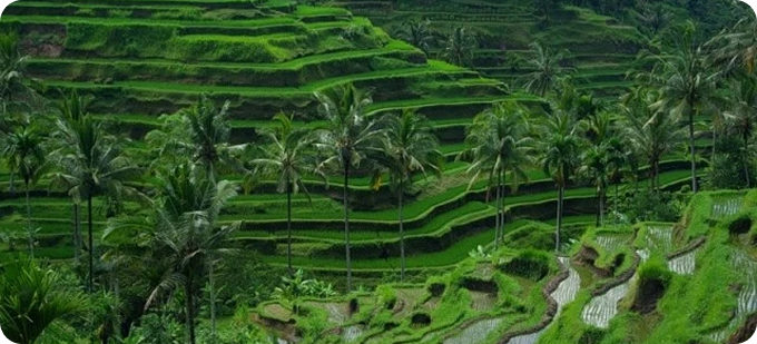 Рисовые террасы<br> Тегалаланг (Tegalalang Rice Terrace)