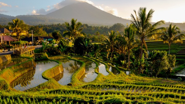 Rice Fields and Volcanoes
