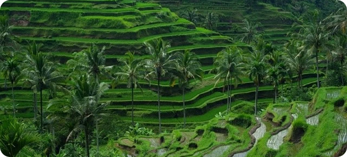 Tegallalang Rice Terrace